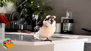 Thumbnail for 2 Kookaburra Parents Visit Woman Every Day And Bring Their Babies | Cuddle Buddies