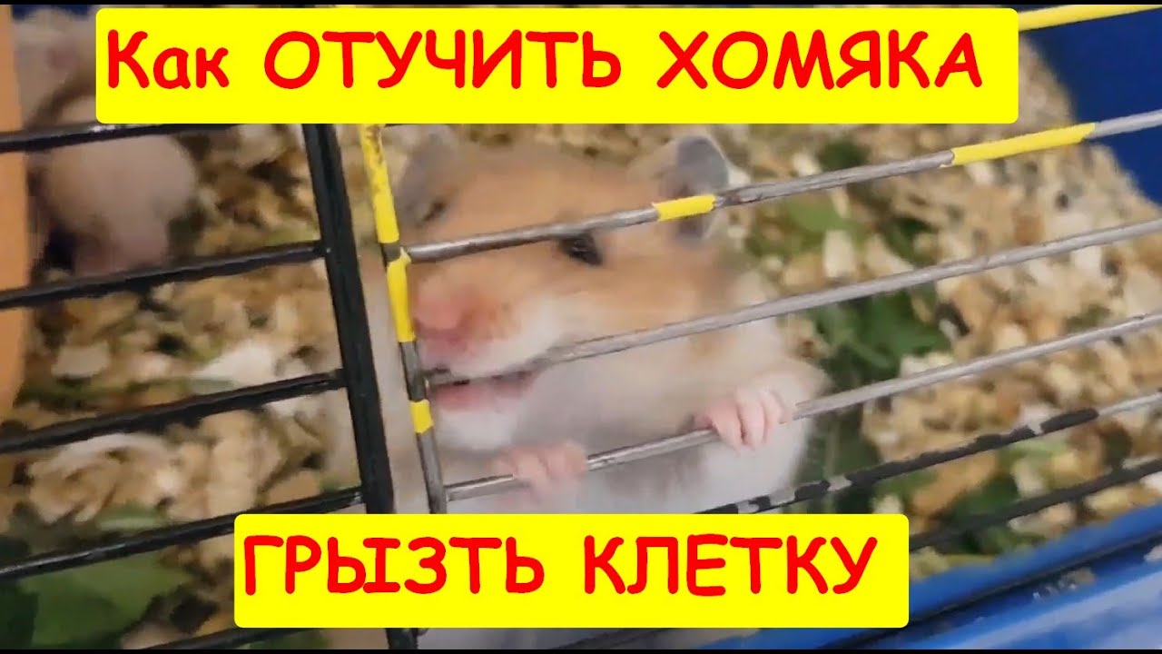 Как отучить Хомячка грызть клетку 1 - YouTube