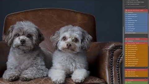 How to get started with the Fur Babies Photoshop Actions