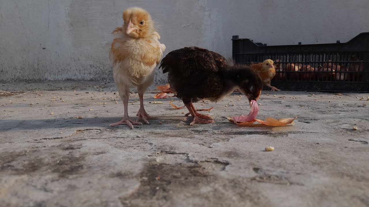 SMALL SCALE CHICKEN FARMING YouTube