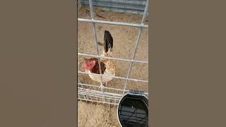 Peruvian roosters jerry lawrence Jbl