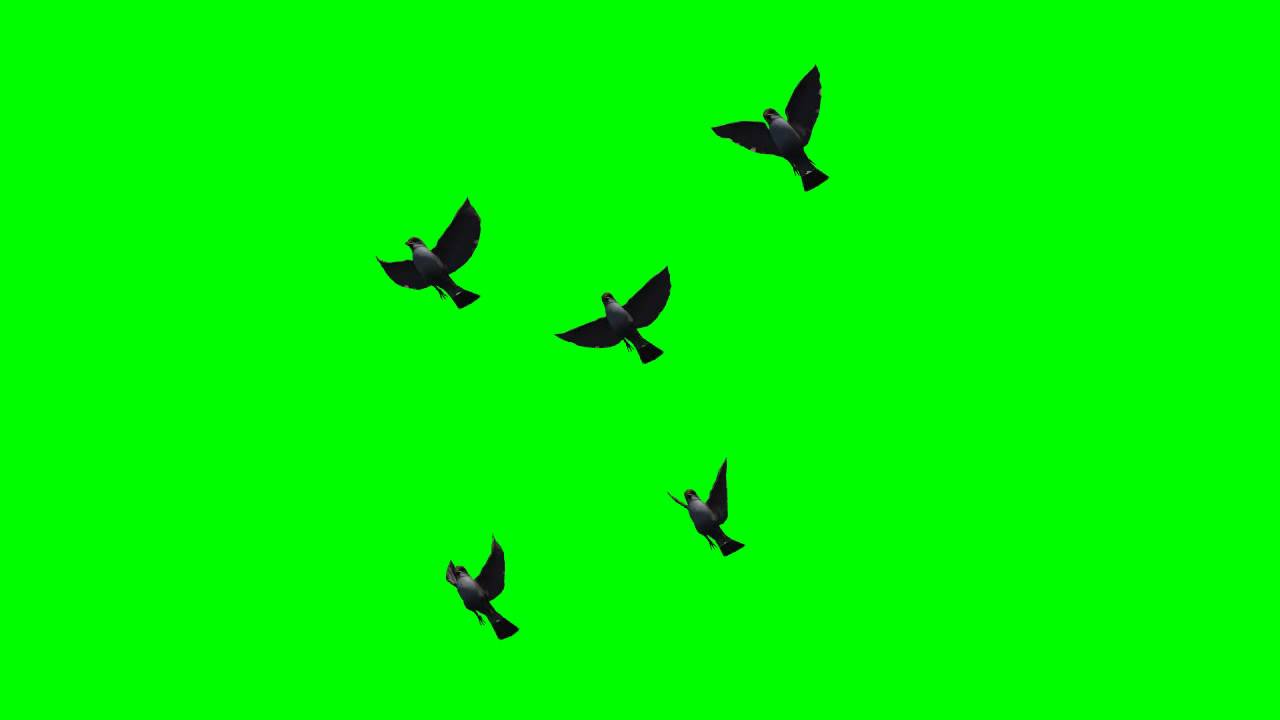Flock of birds in flight free green screen effects free use YouTube