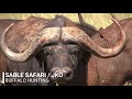Buffalo hunting with sable safari  jko