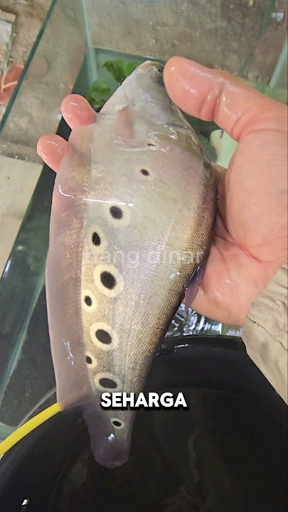 murah atau mahal⁉️INILAH HARGA IKAN BELIDA HIAS🤩 #shorts