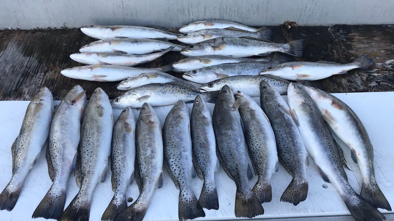 Day 2 - Part 1- Fishing -June 18 - 2020 - Grand Isle Louisiana - YouTube