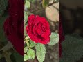 🥀🥀 red rose 🥀🥀