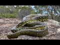 Bush bashing Ep 1. Diamond Python & Broad headed snake