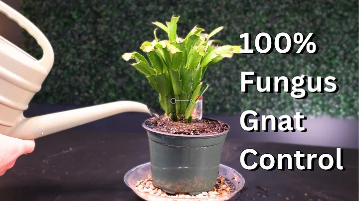 Get Rid of Fungus Gnats | How to, Tips, and Tricks