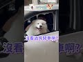 【利寶樂園】ep.36 趕快上車啊！ #狗狗#薩摩耶#毛小孩#可愛#音樂#搞笑