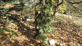 Pseudotsuga menziesii 'Glauca Pendula' douglaska tisolistá