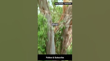**"The Most Mysterious Big Cat You’ve NEVER Heard Of! 🐆🤯"** #leopard #shorts #foryou #discovery