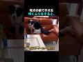 母犬の前で子犬を叩くふりをすると