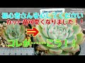【多肉植物】皆さん、我が子こんなに可愛くなりやした