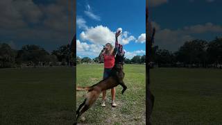 Came close to Belgian Malinois energy #celsiusbrandpartner #dogtraining #dogmom #dogtrainer #fitdog