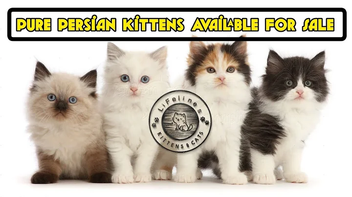 Video 330491: persian kitten, persian cat, popular breed, pets