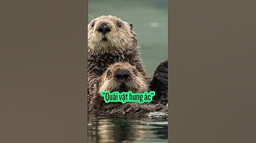 Rái cá: Đáng yêu nhưng không hề hiền đâu nha #shorts