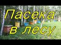 Пасека в лесу.Пчеловодство.