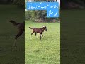 Horse Horselover Muskaghora Sargodhapunjabpakistan گھوڑوں کی دنیا پنجاب کے گھوڑے Horse Horselover Muskaghora Sargodhapunjabpakistan گھوڑوں کی دنیا پنجاب کے گھوڑے