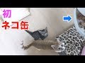 初めてのネコ缶で子猫ちゃんズ大興奮!!w(20171104)【すず/コテツ】