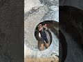 Cleaning the Inside of a Cement Mixer Truck