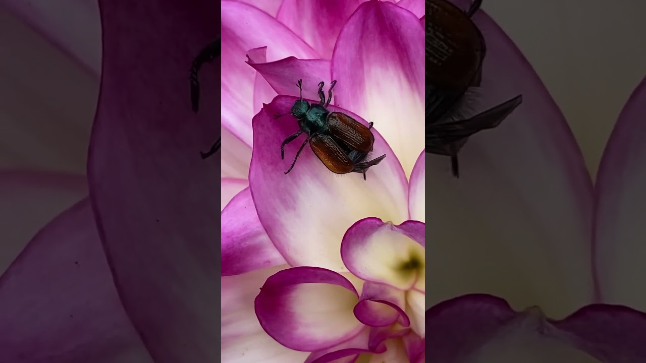 June Bugs | Junikäfer 