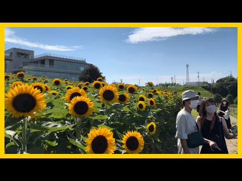 4k Japan | あわじ花さじき ひまわり🌻|Awaji Hanasajiki  Sunflowers Season|  جولة جميلة في  حقل عباد الشمس