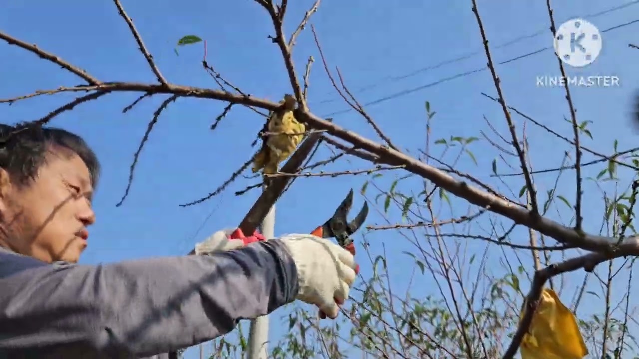 복숭아 나무 전정