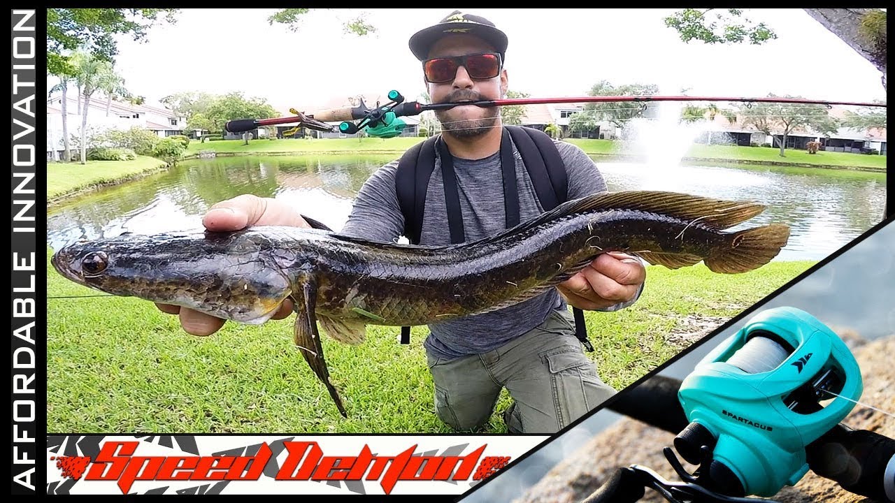 KILLER Snakehead Fishing Setup - KastKing 