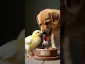 🐾✨ The Puppy and Chick Story! 🐣