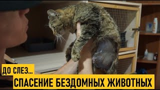 ДО СЛЕЗ | СПАСЕНИЕ ЖИВОТНЫХ