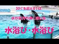 「水浴び水浴び」水浴びが気持ち良いくらい暑い日でした。シャチパフォーマンス鴨川シーワールド「2021/08/03」（火）13:00～　３回目