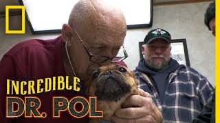 Treating Animals With Pneumonia | The Incredible Dr. Pol