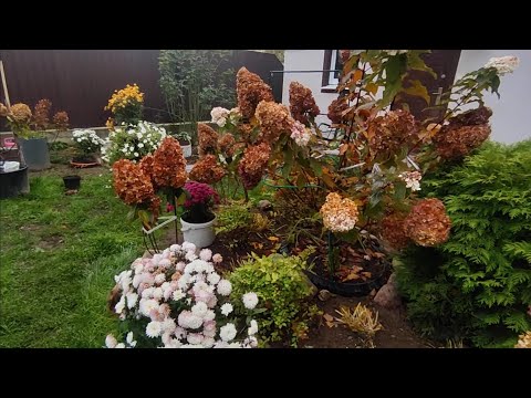 Не бойтесь сажать метельчатые гортензии в октябре 🍁Сажаю штамб  Вимс Ред на постоянное место🌿