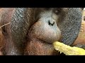 view Celebrate World Orangutan Day With Our Bornean Orangutan, Kyle! digital asset number 1