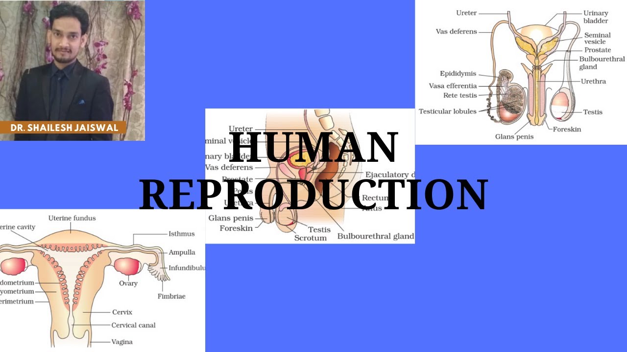 case study human reproduction class 12