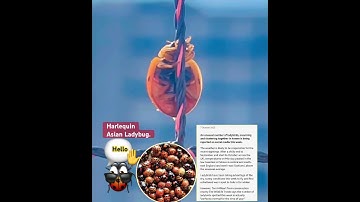 #ladybugs #ladybug #lifecycle #ladybird #ladybirds #bug #asianladybug #insect #insects #naturelovers