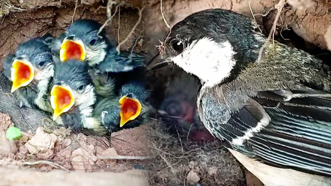 Japanese tit Birds | The baby bird waits for its mother to provide food, and when it sees its mother