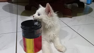 Keseruan Miu Ang | Kucing Anggora Main Kaleng