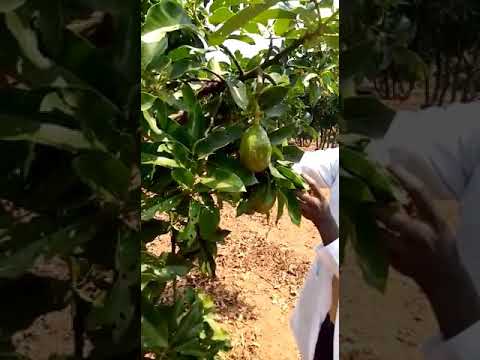 Video: Magonjwa Na Wadudu Wa Plum: Plum Gall Mite
