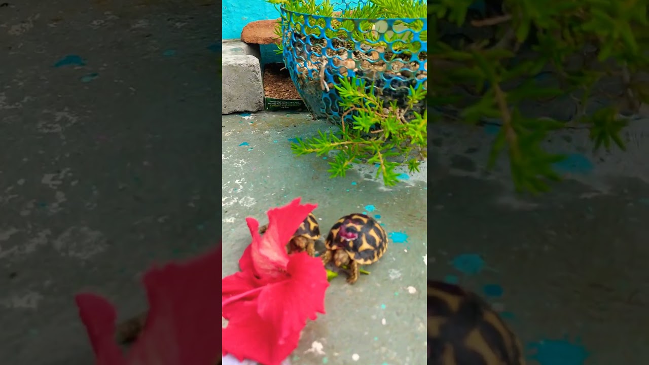 Tortoise Eating hibiscus Flower