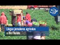 Llegan jornaleros agrícolas a Río Florido