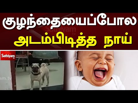 | Web Special | Baby | Dog | SathiyamTv