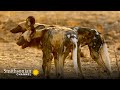 The Secret to a Wild Dog Pack’s Devastating Kill Ratio 🐕 Tales From Zambia | Smithsonian Channel