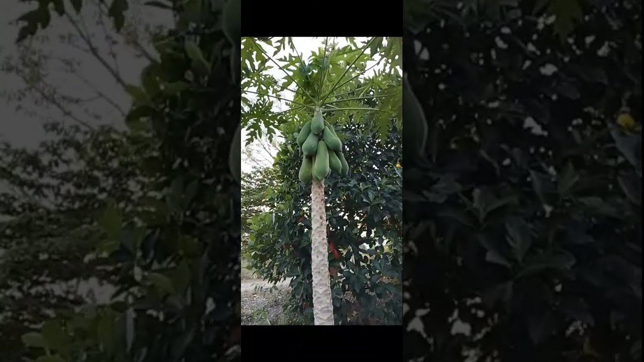 Num Nonem กำลังถ่ายทอดสด!