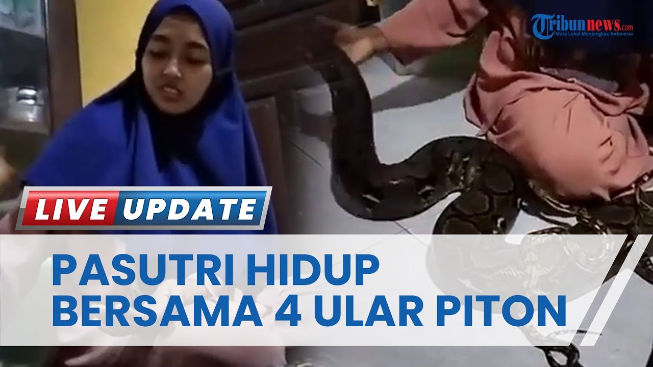Pasutri di Kuningan Jawa Barat Tinggal Bersama Ular Piton 15 Kg, Dibiarkan Main Bersama Balitanya