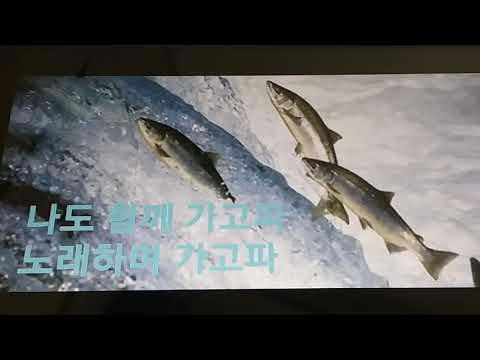 연어야연어야