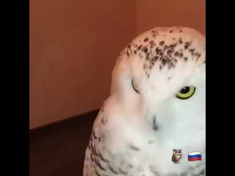 Полярная сова Букля! /Bubo scandiacus