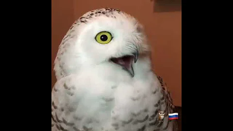 Полярная сова Букля! /Bubo scandiacus