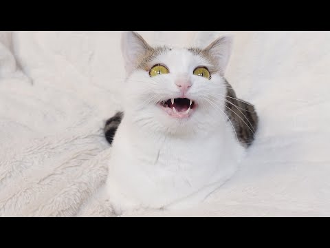 小鳥を見たらおしゃべりせずにいられないねこ。-Miri can't help chattering with birds.-