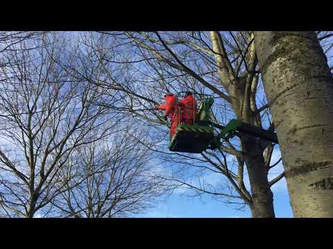 Bomen snoeien - de Boomverzorging